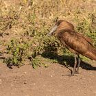 121-20190221 - Tansania-Serengeti Nduturegion - CS8A9188