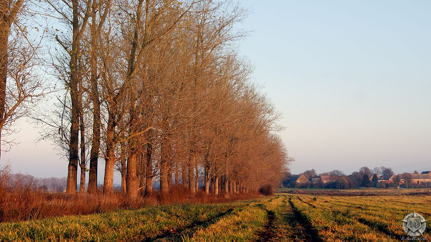 12.11.2011 - Pappelallee in der Nähe von Strehla - Landkreis Meißen/Sachsen