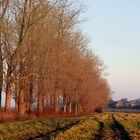 12.11.2011 - Pappelallee in der Nähe von Strehla - Landkreis Meißen/Sachsen