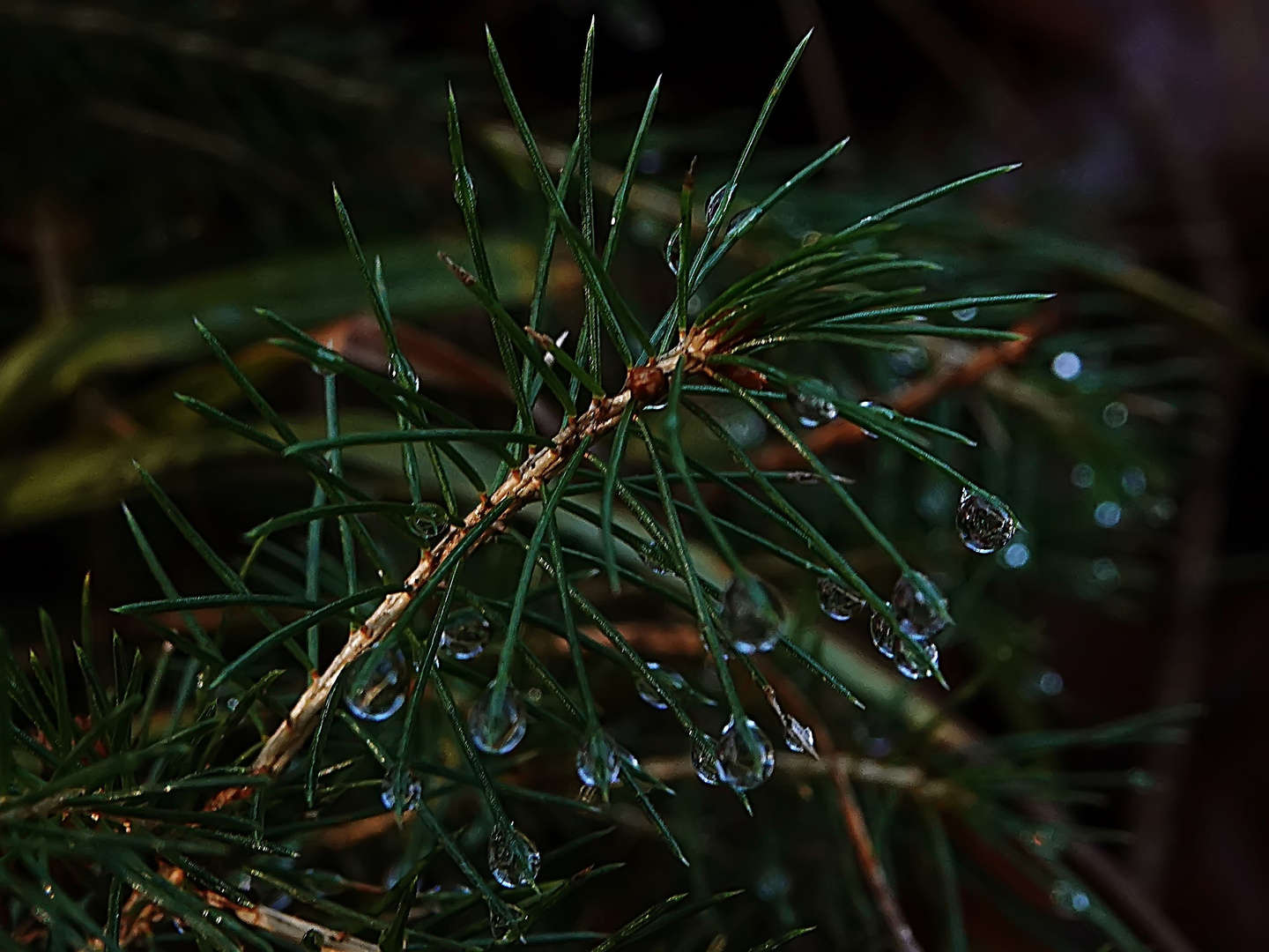 12.12.2020 - DSC00478 die Natur hat ihre eigenen Weihnachtskugeln