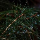 12.12.2020 - DSC00478 die Natur hat ihre eigenen Weihnachtskugeln