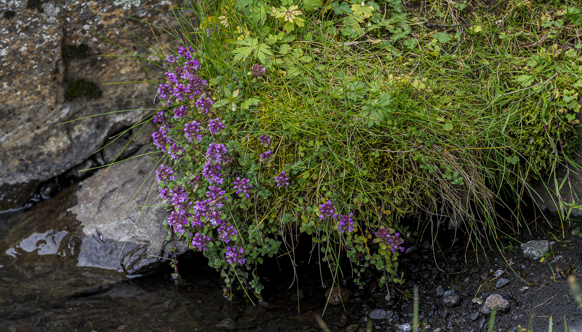 1219 Thymus praecox