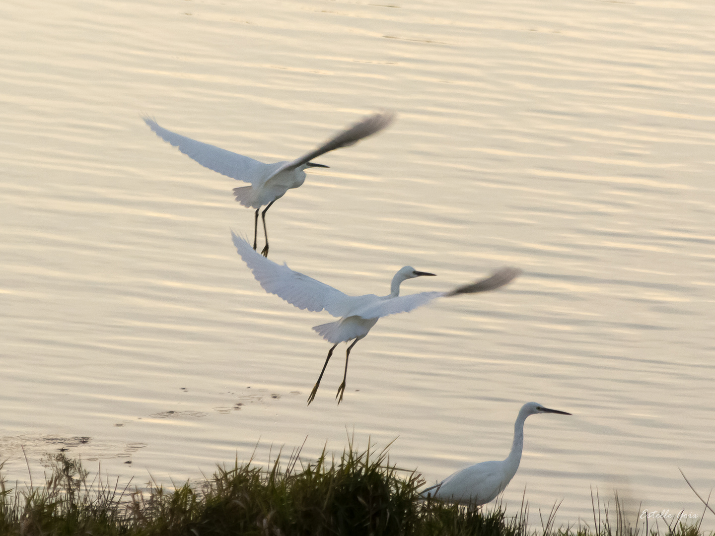 1,2,3, aigrette garzette...