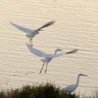 1,2,3, aigrette garzette...