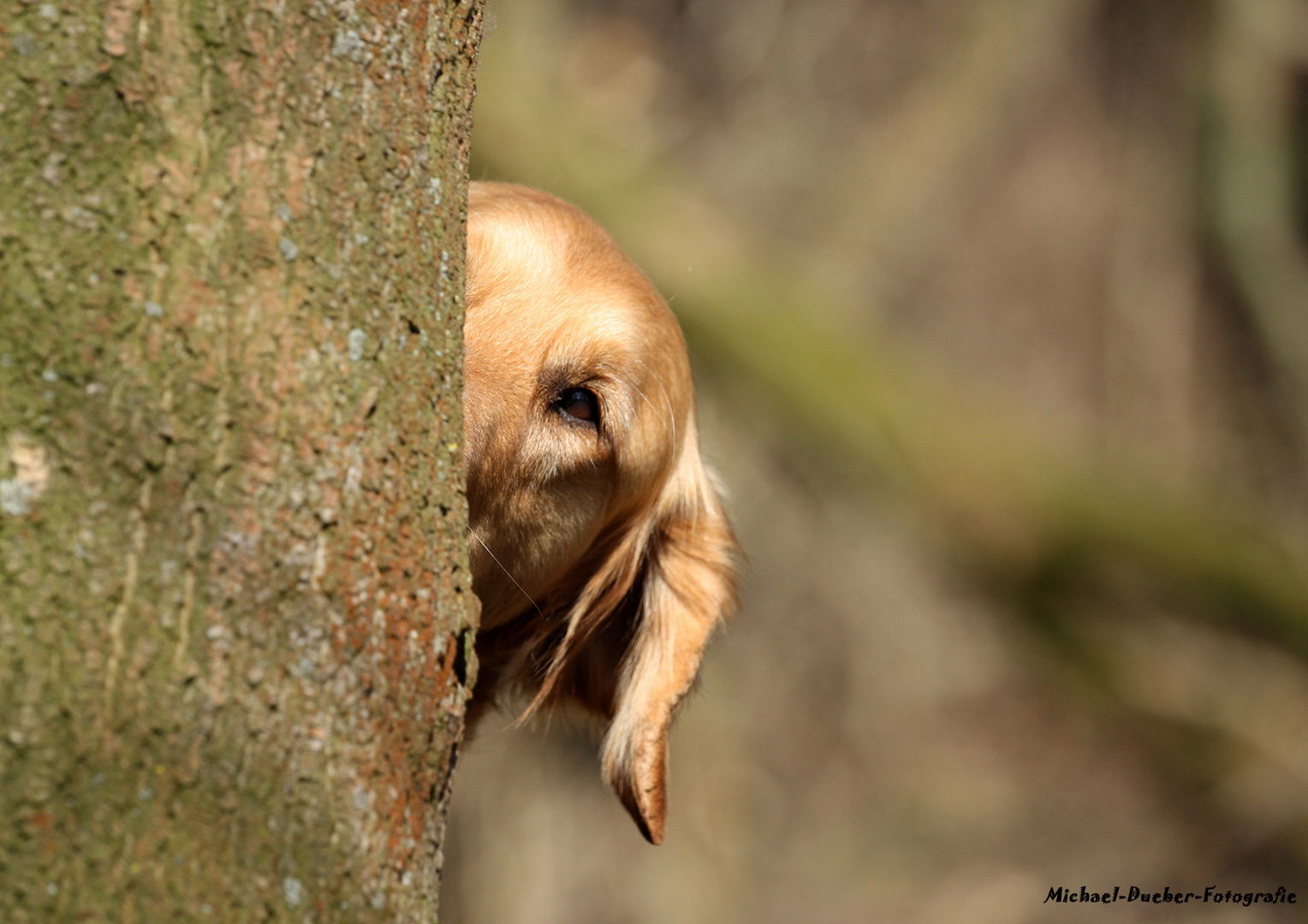 1,2,3,4 Eckstein, alles muss versteckt sein...