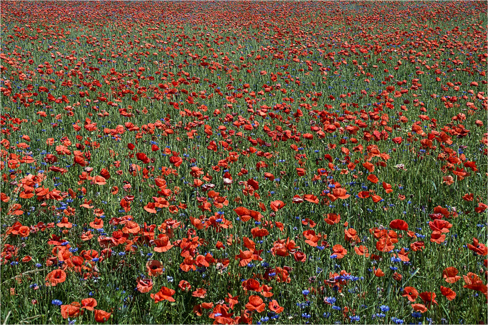 124 / 2019 - Mohn ohne Ende