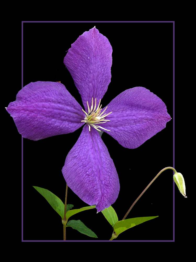 124 CLEMATIS