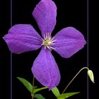 124 CLEMATIS