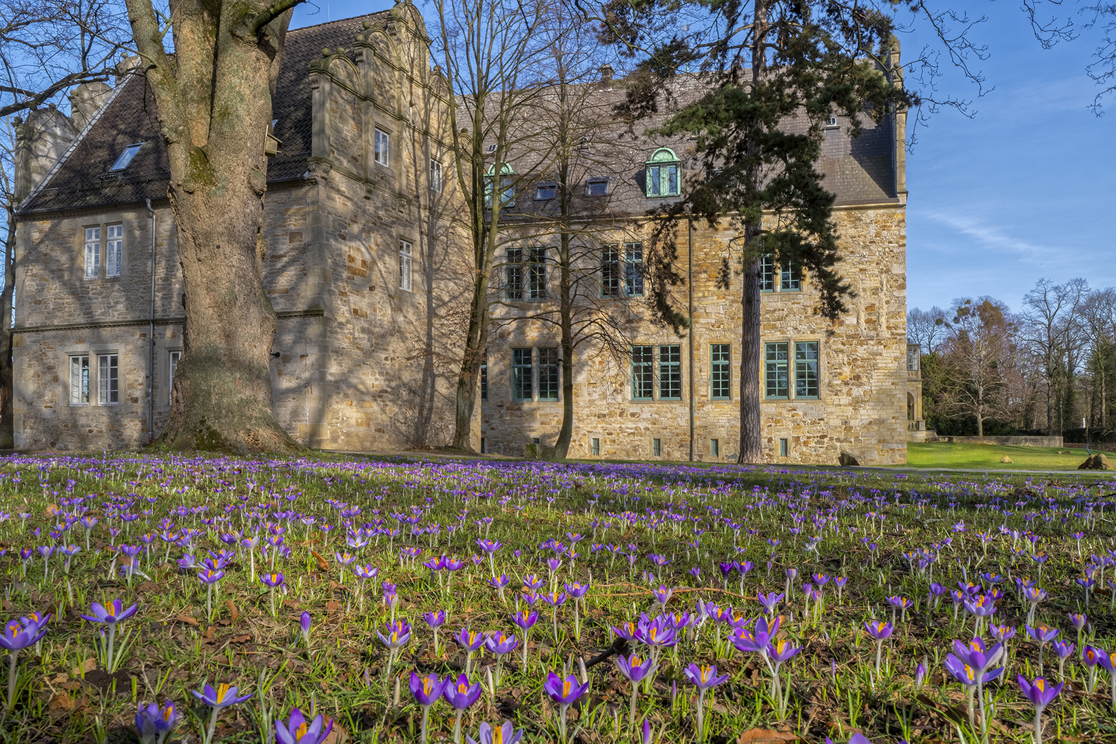 1248SC Frühling Schloss Stadthagen Krokusse