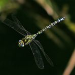 125 Mikrosekunden im Leben einer Mosaikjungfer