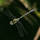 125 Mikrosekunden im Leben einer Mosaikjungfer