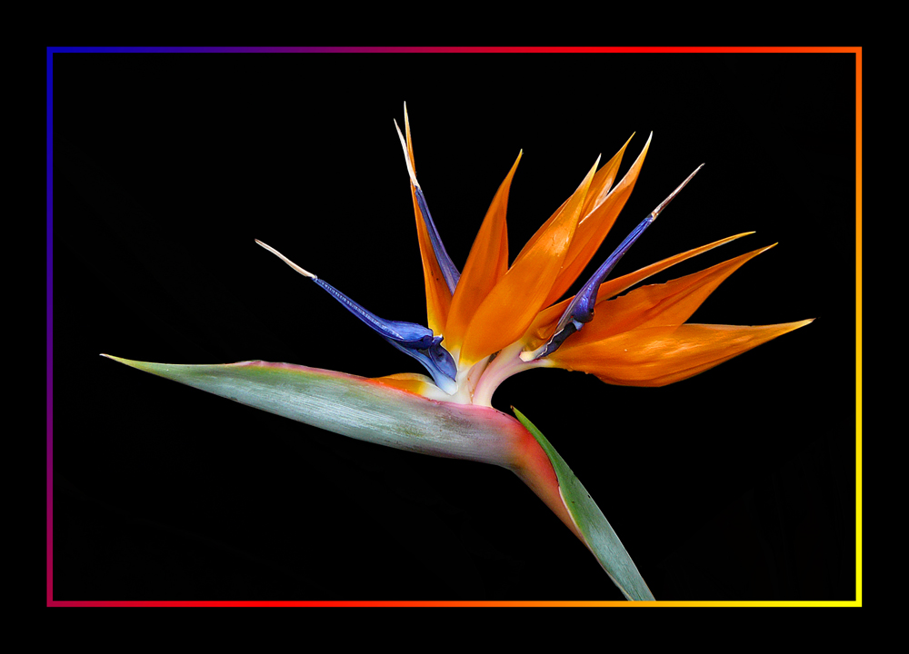 125 STRELITZIA REGINAE