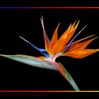 125 STRELITZIA REGINAE