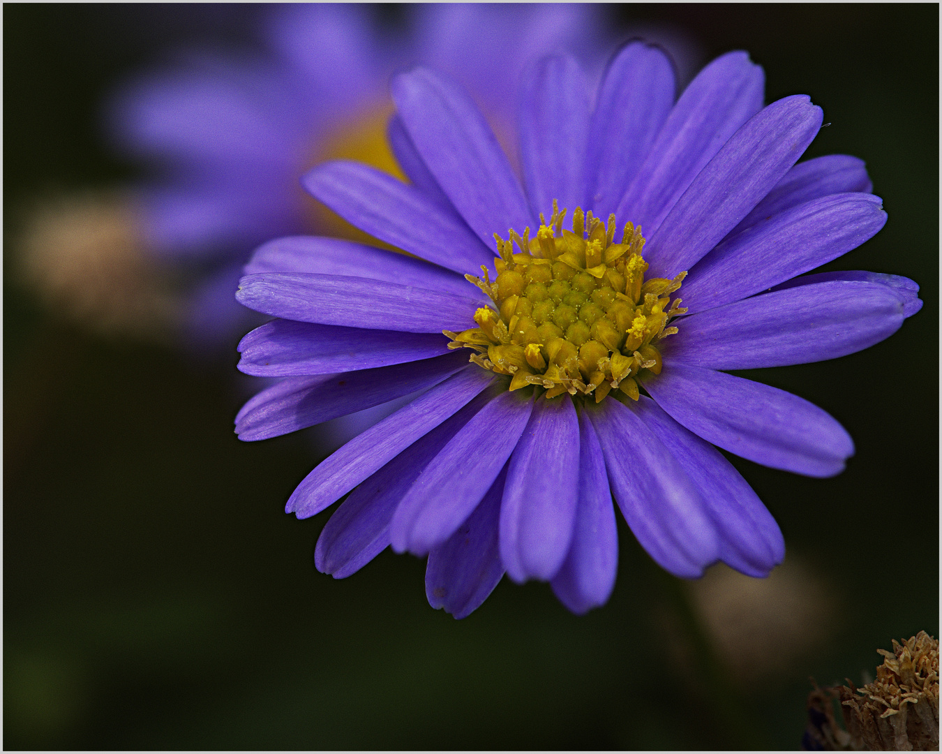 1252   ----  Gänseblümchen in Blau   ---