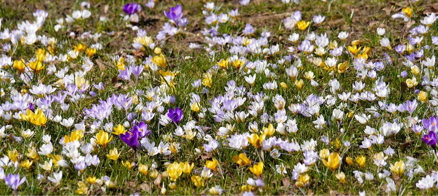 12/52  zum heutigen Frühlingsanfang