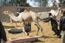 Der Kamelmarkt von Kairo 3/5 by Peter Kohl 