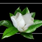 126 MAGNOLIA GRANDIFLORA