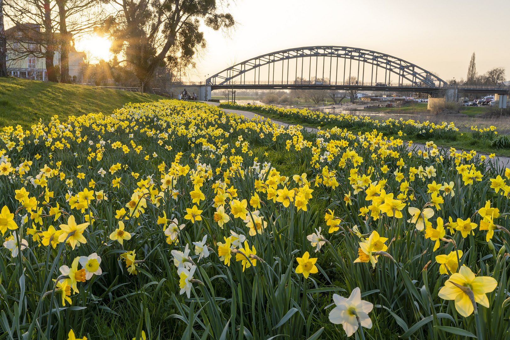 1269TZ Osterglocken Rinteln an der Weser