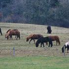 12791 Eifeler Winterweide