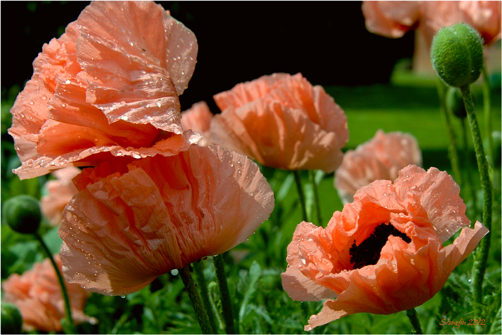 128-12 Klatsch-naß-mohn