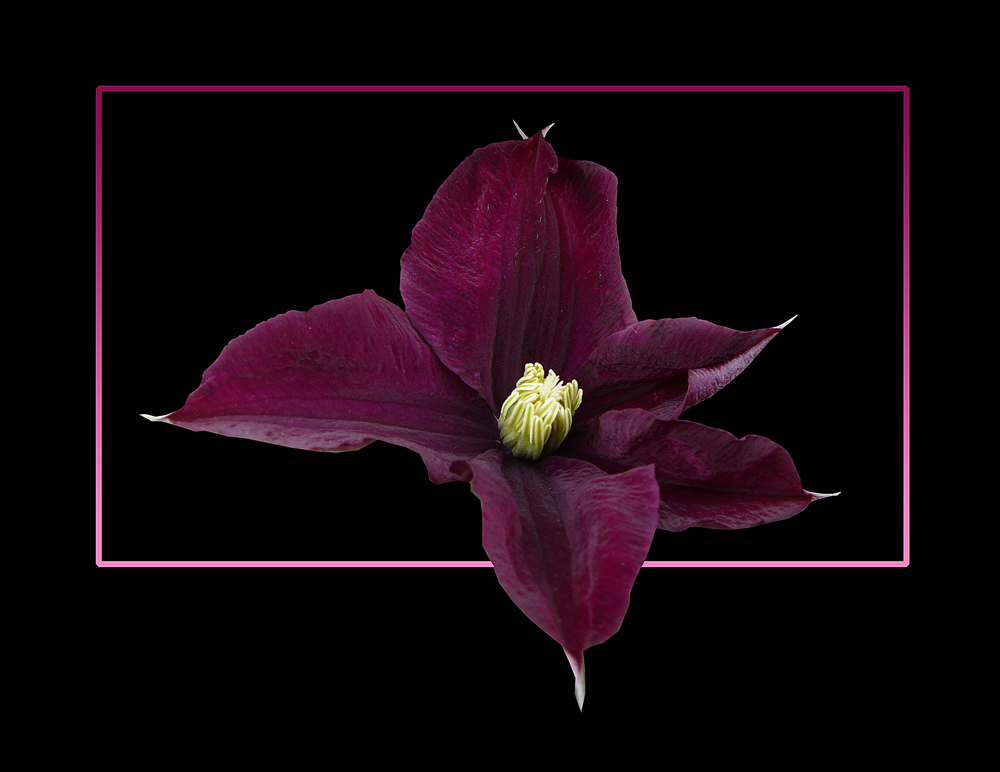 128 CLEMATIS ROMANTIKA