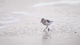 Vogels op Texel_58 de Otto de Zoete