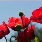 129-12 Stroh-trocken-mohn