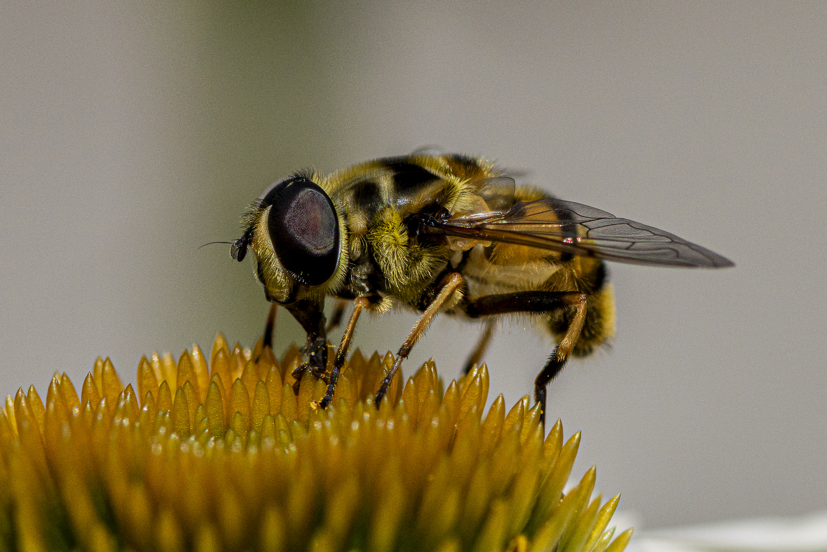 129/365 Makro
