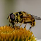 129/365 Makro