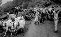 12......ALPFAHRT APPENZELL SCHWEIZ