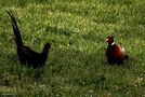 Fighting Pheasants 17 Apr. 2021 A r von Pier Paolo Fondi