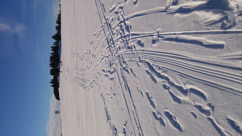 Spuren im Schnee....???? von Andrea Meister