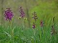 Orchideenwiese ..... by Natur RB 