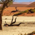 12_Dead Vlei