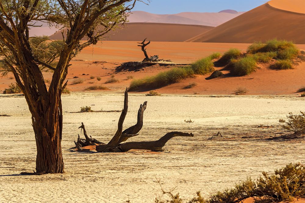 12_Dead Vlei