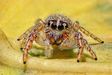 Macros of insects