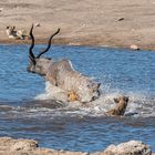 12_Erinnerung an Namibia April 2017