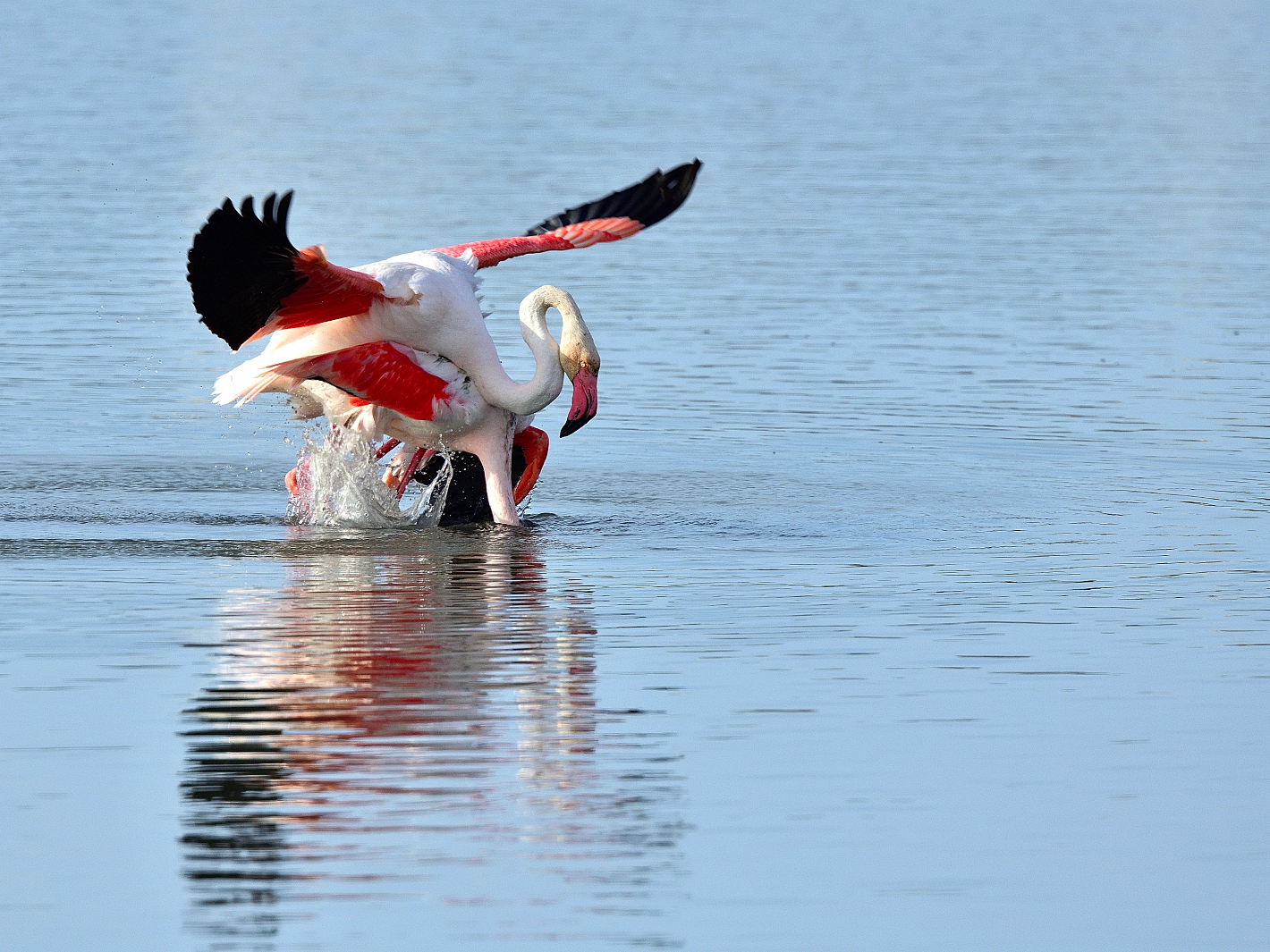 12_Flamingo Yoga