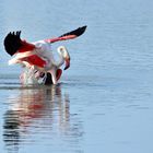12_Flamingo Yoga