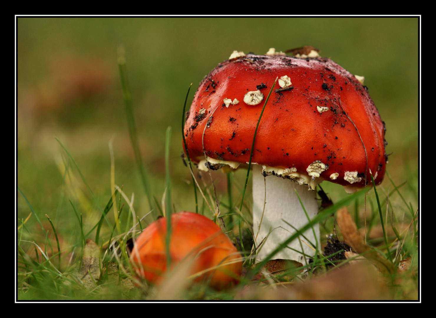 1..2..Männlein stehn im Walde