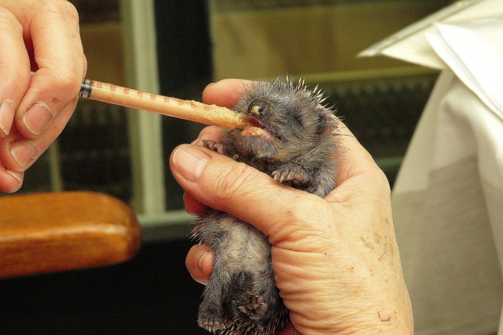 12.Oktober 2008 20 Tage altes Igel-Baby, 80 Gramm schwer.