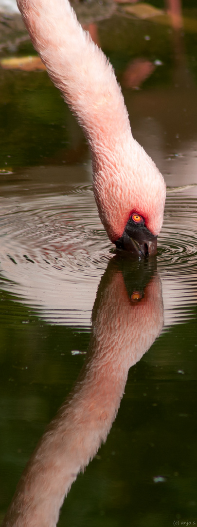 12x32 Spiegelflamingo