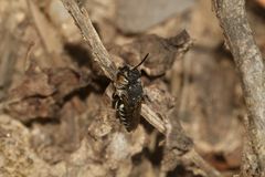 (13) Alte Bekannte: Megachile pilidens und Coelioxys afra