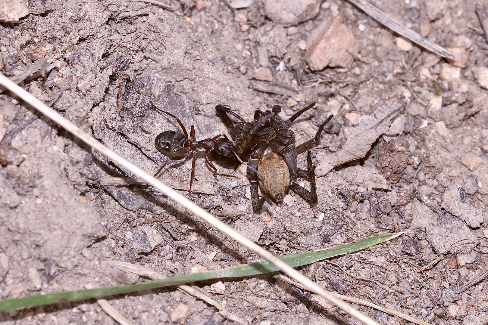 (13) "Beifang" aus der Wildbienenkolonie in Neukappl/Opf., Sommer 2019