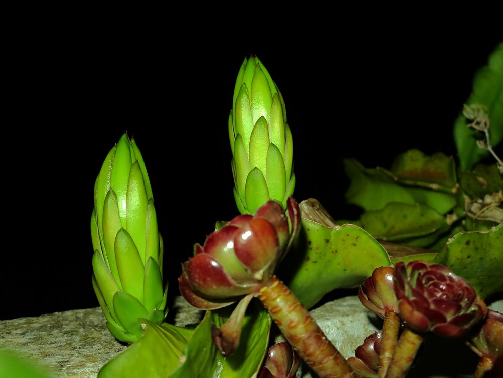 13 cm Vorfreude  /  13 cm gioia dell'attesa