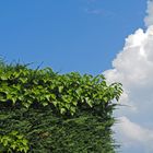 1/3 de haie, 1/3 de nuages, 1/3 de ciel bleu