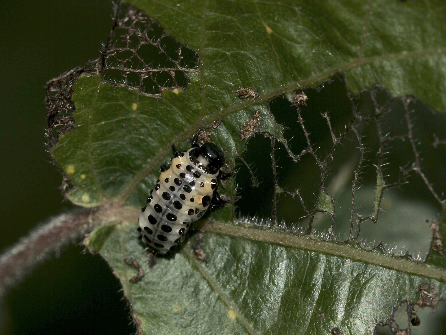 (13) DER GROSSE PAPPELBLATTKÄFER (CHRYSOMELA POPULI)