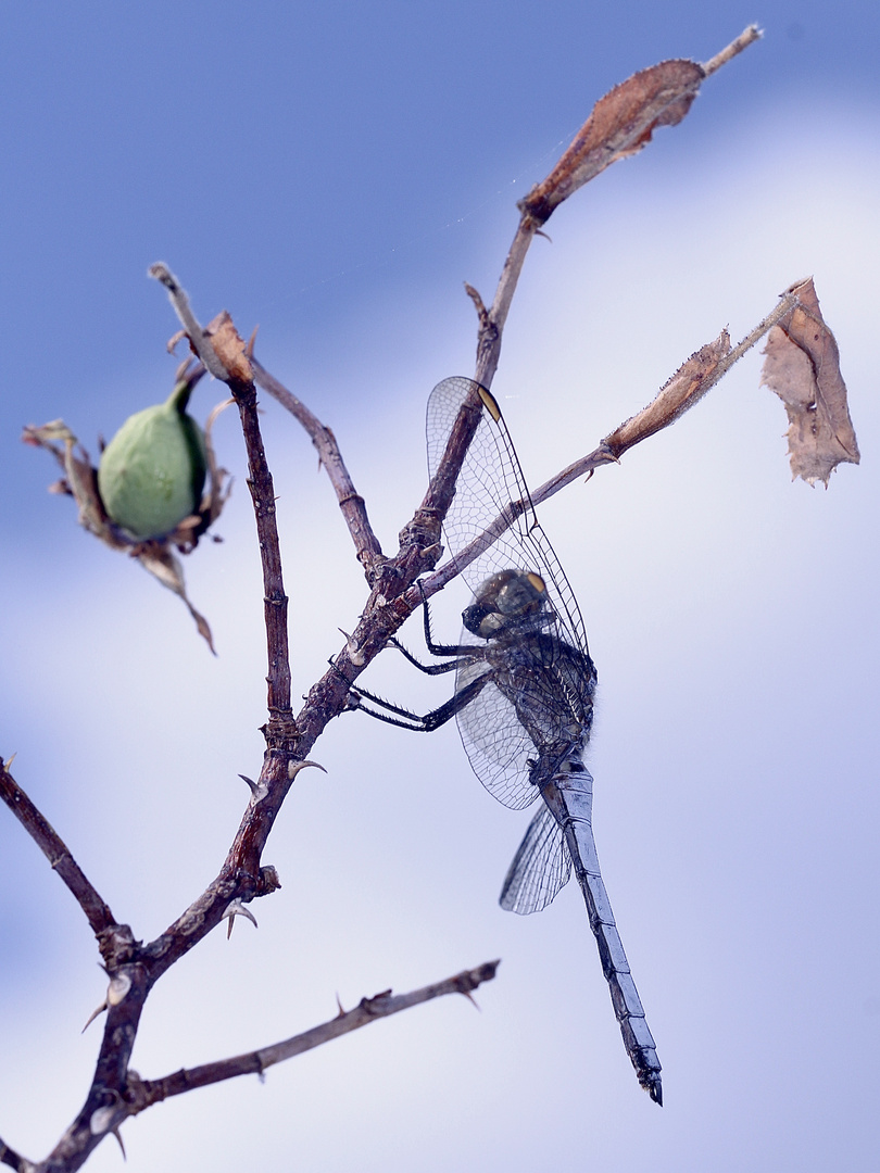 (13) Der Kleine Blaupfeil (Orthetrum coerulescens) - Fortsetzung von 2021