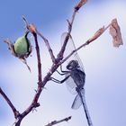 (13) Der Kleine Blaupfeil (Orthetrum coerulescens) - Fortsetzung von 2021