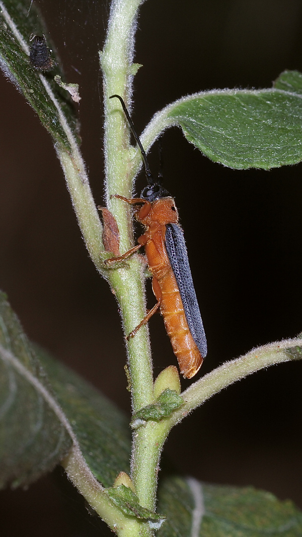 (1/3) Der Rothalsige Weidenbock oder Linienbock (Oberea oculata) ...